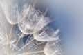 Tragopogon pratensis. Beautiful abstract macro photo of a big dandelion seed. Closeup of seeds with umbrellas Royalty Free Stock Photo