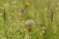 Tragopogon pratensis on a meadow Royalty Free Stock Photo