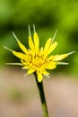 Tragopogon pratensis Royalty Free Stock Photo