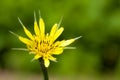 Tragopogon pratensis Royalty Free Stock Photo