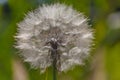 Tragopogon pratensis Royalty Free Stock Photo