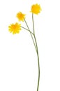 Tragopogon pratensis flower Royalty Free Stock Photo