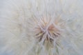 Tragopogon pratensis, meadow goat`s-beard fluffy  seed head macro slective focus Royalty Free Stock Photo
