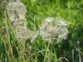 Tragopogon pratensis meadow salsify in the grass Royalty Free Stock Photo