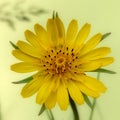 Tragopogon pratensis (Meadow salsify) Royalty Free Stock Photo