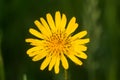 Tragopogon pratensis,  meadow salsify yellow flower closeup selective focus Royalty Free Stock Photo