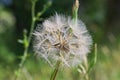 Tragopogon pratensis Royalty Free Stock Photo