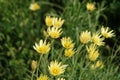 Tragopogon pratensis or salsify yellow flowers in summer Royalty Free Stock Photo