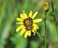 Tragopogon pratensis. Wildflower, closeup. Royalty Free Stock Photo