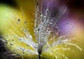 Tragopogon seed covered with water drops against  a rainbow colour background Royalty Free Stock Photo