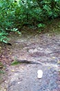 Trail-abandoned shoe insole