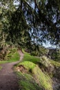 Trail in the forest at Aylard Farm Royalty Free Stock Photo