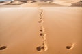 A trail of ants carrying grains of sand a moving desert