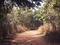 Trail at Aravali biodiversity park of Delhi