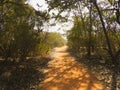 Trail at Aravali biodiversity park of Delhi