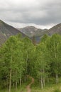 Trail Into Aspen Copse