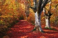 Trail in autumn beech forest