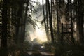 trail through an autumn coniferous forest in the sunshine morning fog surrounds trees mostly spruces and pines branches of Royalty Free Stock Photo