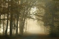 trail through an autumn deciduous forest in the morning dense fog create a mysterious scenery september poland path through a Royalty Free Stock Photo