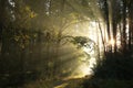 trail through an autumn deciduous forest in the sunshine morning fog surrounds trees mostly oaks and pines branches of backlit by Royalty Free Stock Photo