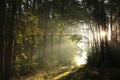 trail through an autumn deciduous forest in the sunshine morning fog surrounds trees mostly oaks and pines branches of backlit by Royalty Free Stock Photo