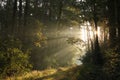 trail through an autumn deciduous forest in the sunshine morning fog surrounds trees mostly oaks and pines yellow green leaves on Royalty Free Stock Photo