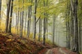 Trail through an autumn forest in foggy weather Royalty Free Stock Photo