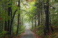 Trail through an autumn forest in foggy weather Royalty Free Stock Photo