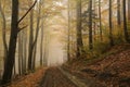 Trail through an autumn forest in foggy weather Royalty Free Stock Photo