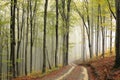 Trail through an autumn forest in foggy weather Royalty Free Stock Photo