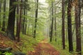 Trail through an autumn forest in foggy weather Royalty Free Stock Photo