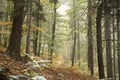 Trail through an autumn forest in foggy weather Royalty Free Stock Photo