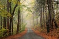 Trail through an autumn forest in foggy weather Royalty Free Stock Photo