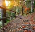 Trail in autumn forest at sunset Royalty Free Stock Photo