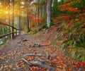 Trail in autumn forest at sunset Royalty Free Stock Photo
