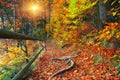 Trail in autumn forest at sunset Royalty Free Stock Photo