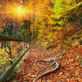 Trail in autumn forest at sunset Royalty Free Stock Photo