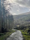 Trail Ballycastle Forest with View to Mountain Royalty Free Stock Photo