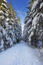 Trail through beautiful winter forest on a clear day Royalty Free Stock Photo
