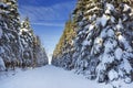 Trail through beautiful winter forest on a clear day Royalty Free Stock Photo