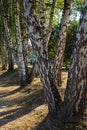 A trail between birch trees at forest or summer park. The rays of the sun filtering through the birch grove Royalty Free Stock Photo