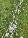 trail of bird feathers in the grass after a pigeon was killed by a cat