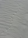 Trail of bird feet imprints on beach sand Royalty Free Stock Photo