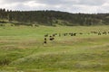 Trail of Bison on the Prairie