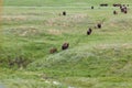 Trail of Bison on the Prairie