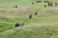 Trail of Bison on the Prairie