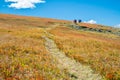 Trail in blueberry meadow with dry leaves in autumn with hikers in the distance