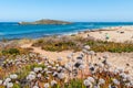 Trail with blurred dried flowers on the beach of Ilha do Pessegueiro with the island on the horizon, Porto Covo - Sines PORTUGAL Royalty Free Stock Photo