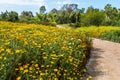Trail Bordered By Daisies in Springtime