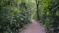 Trail at `Bosque da Freguesia`, Freguesia Forest Public Park, Rio Royalty Free Stock Photo